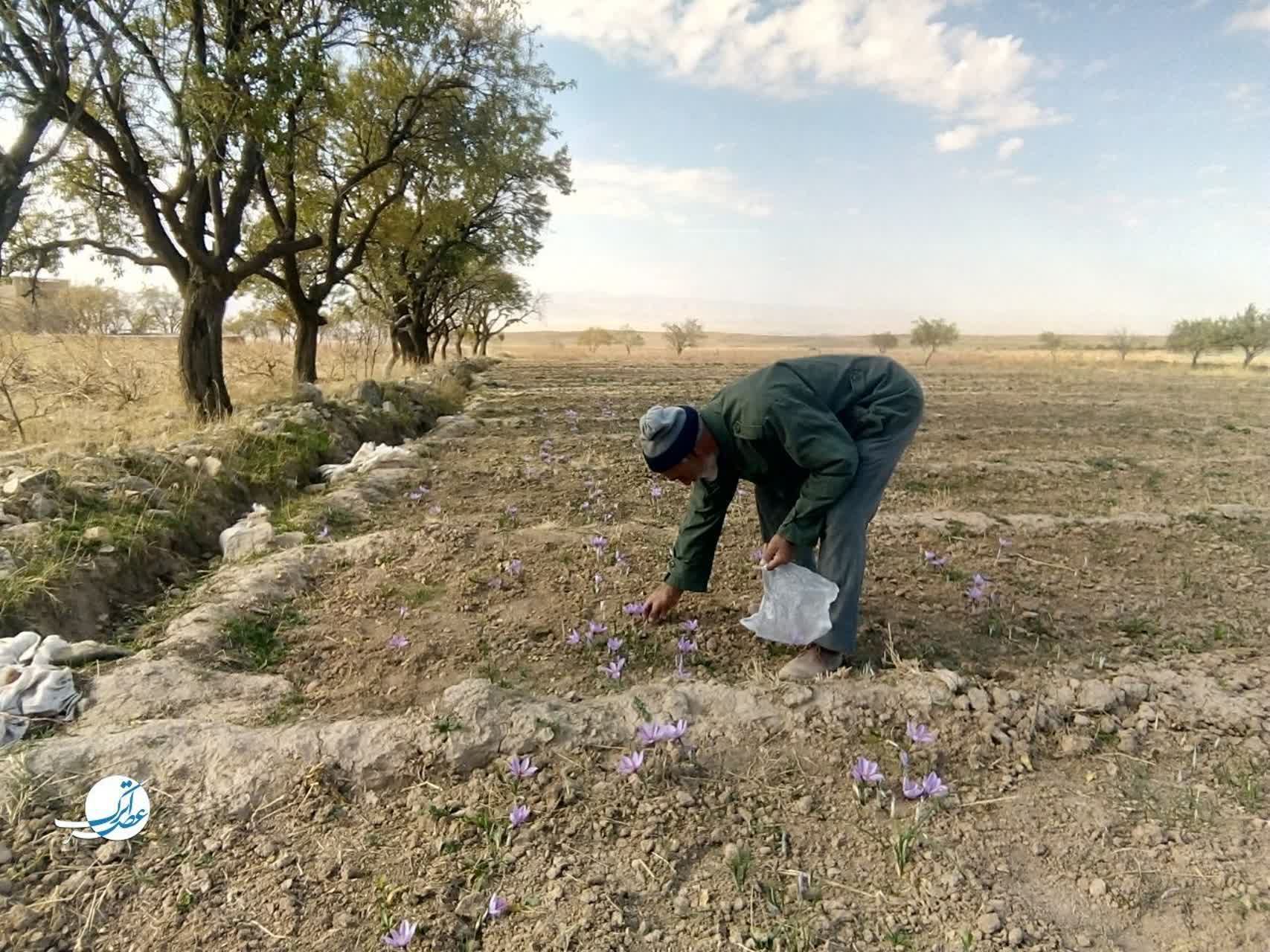 برداشت طلای سرخ در فاروج