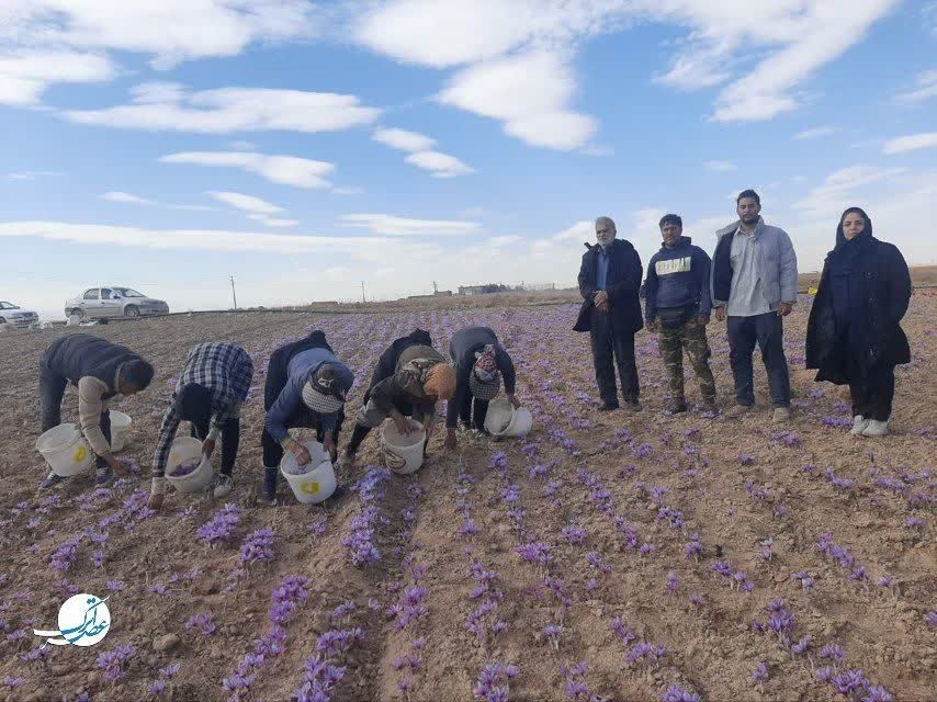 برداشت طلای سرخ در فاروج