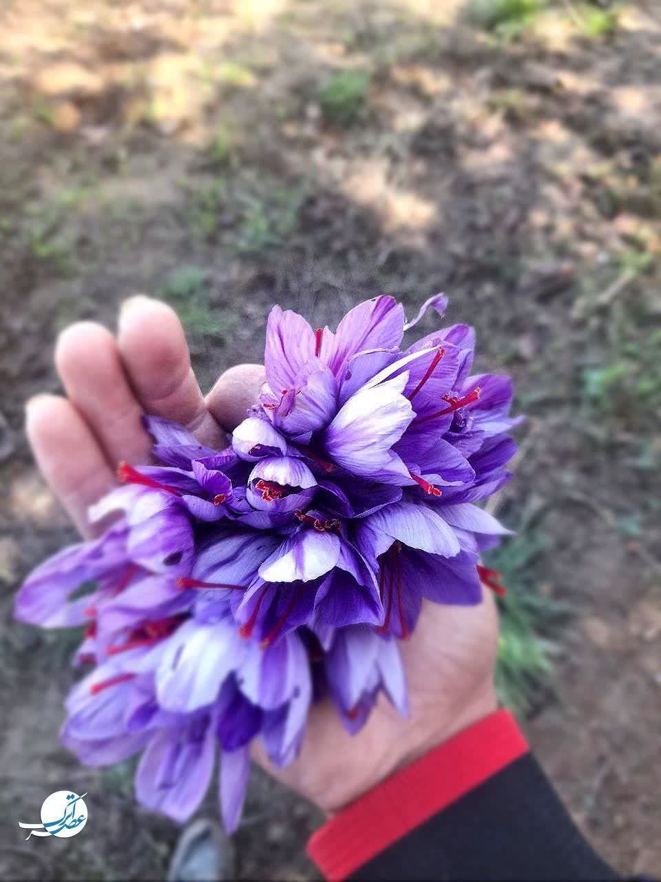 برداشت طلای سرخ در فاروج