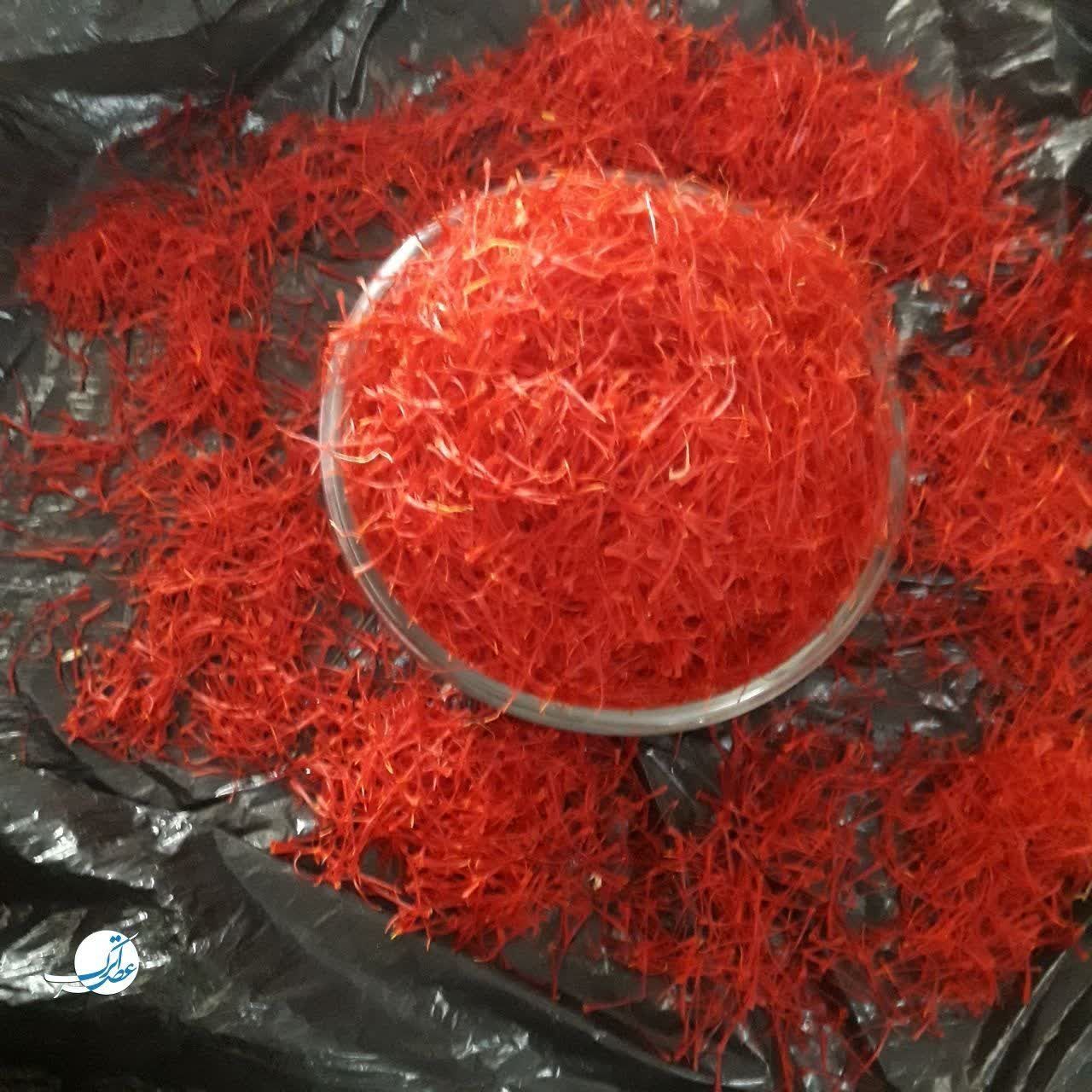 برداشت طلای سرخ در فاروج