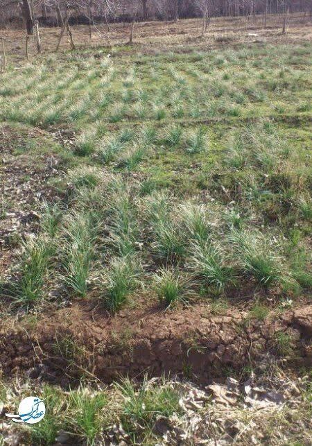 برداشت طلای سرخ در فاروج