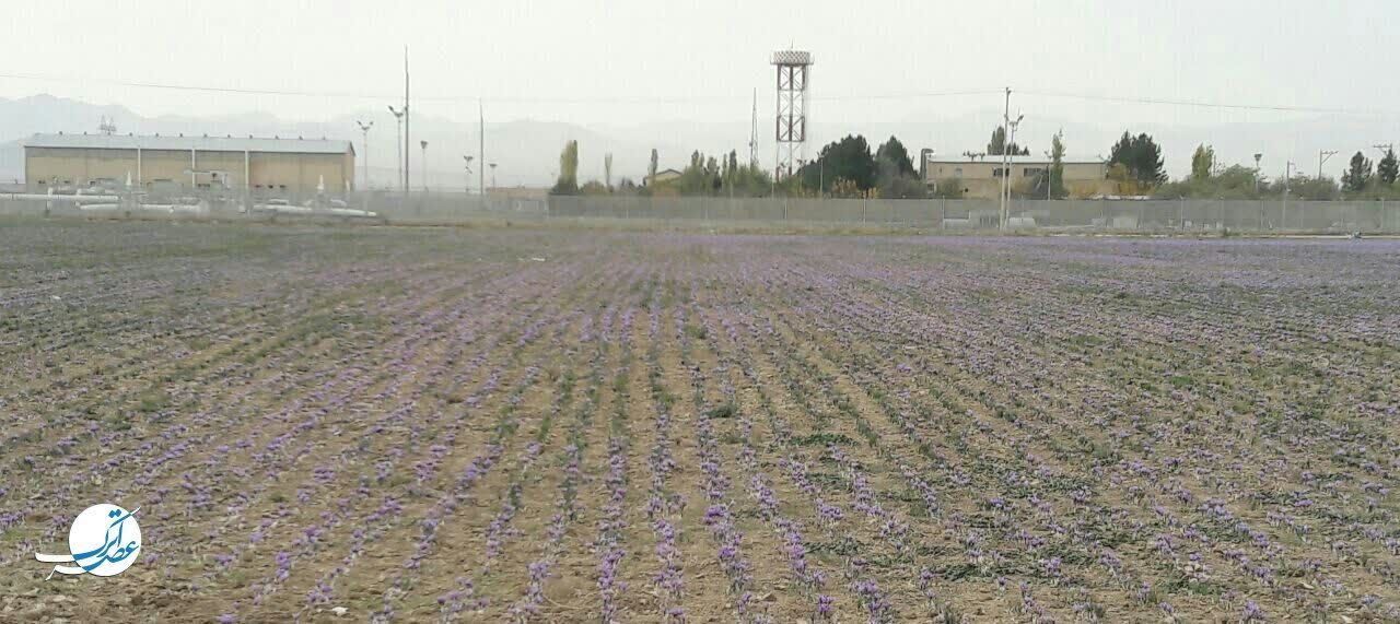 برداشت طلای سرخ در فاروج