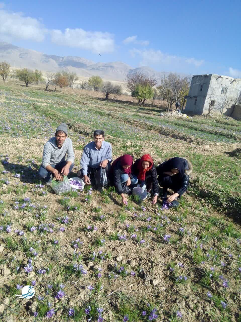 برداشت طلای سرخ در فاروج