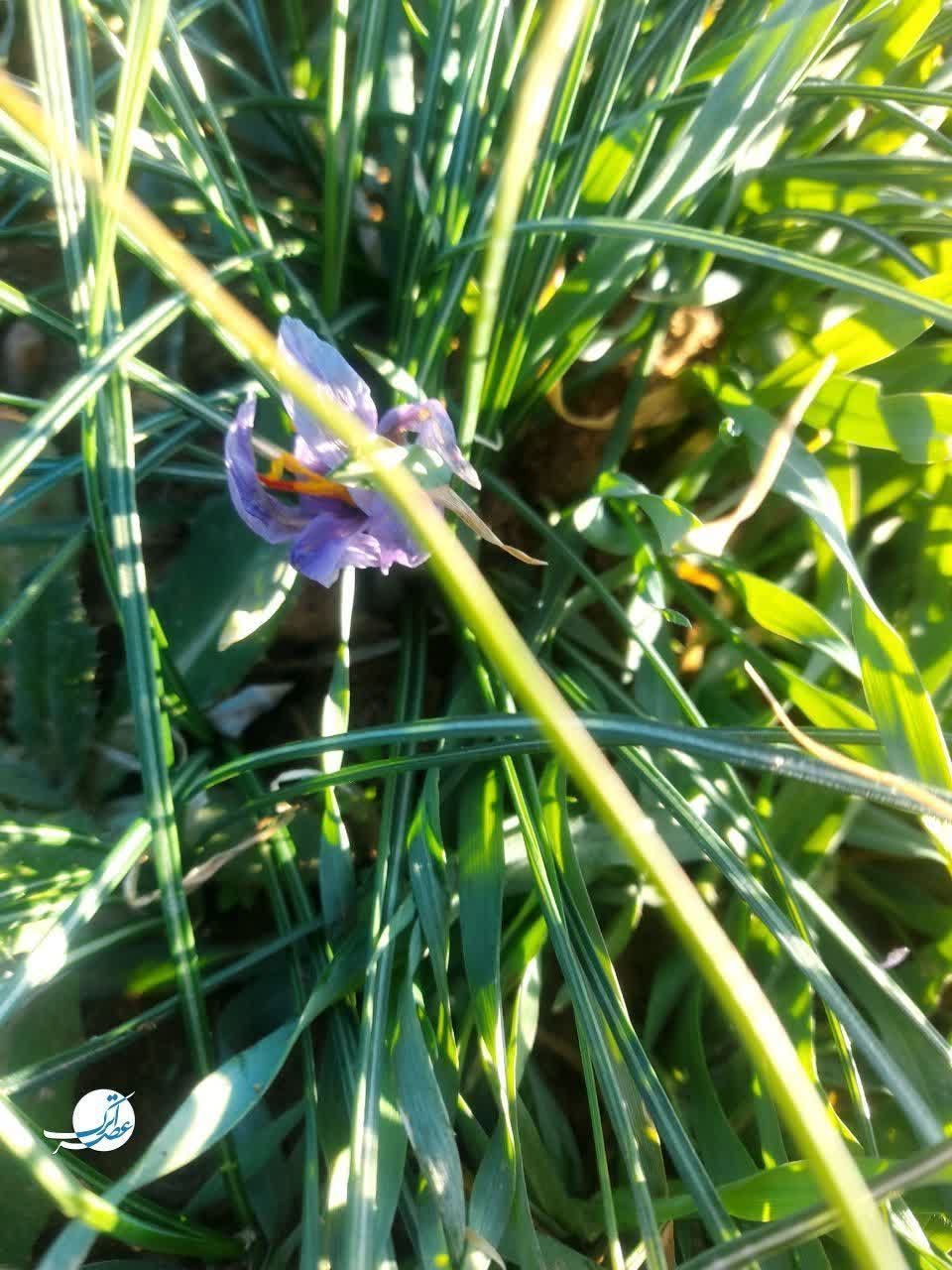 برداشت طلای سرخ در فاروج