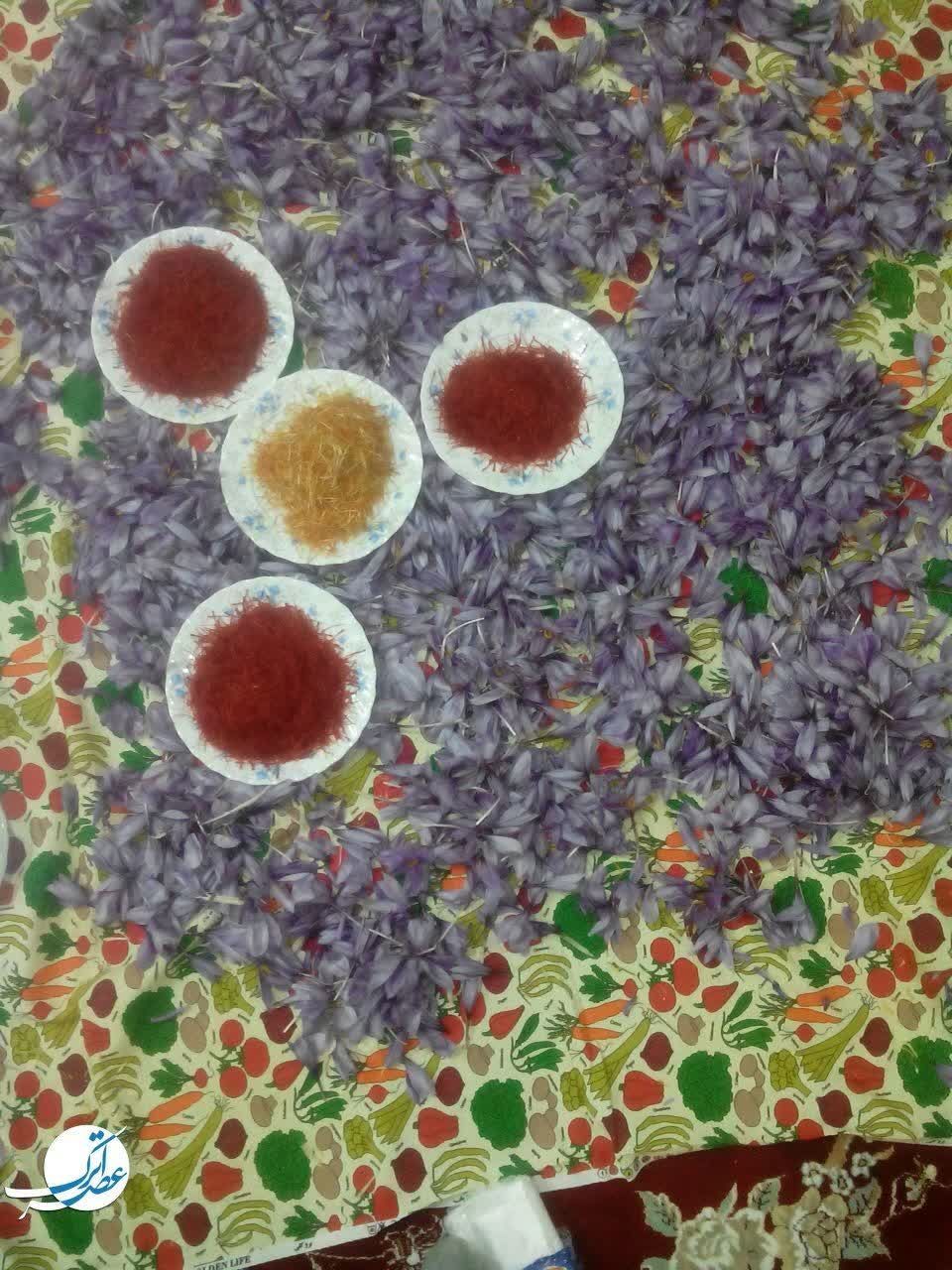 برداشت طلای سرخ در فاروج