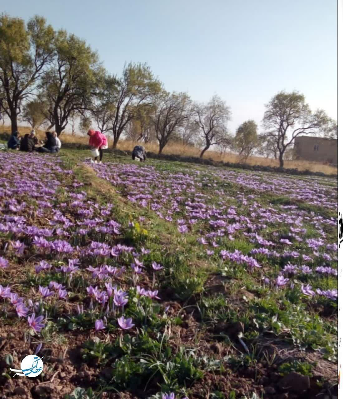 برداشت طلای سرخ در فاروج