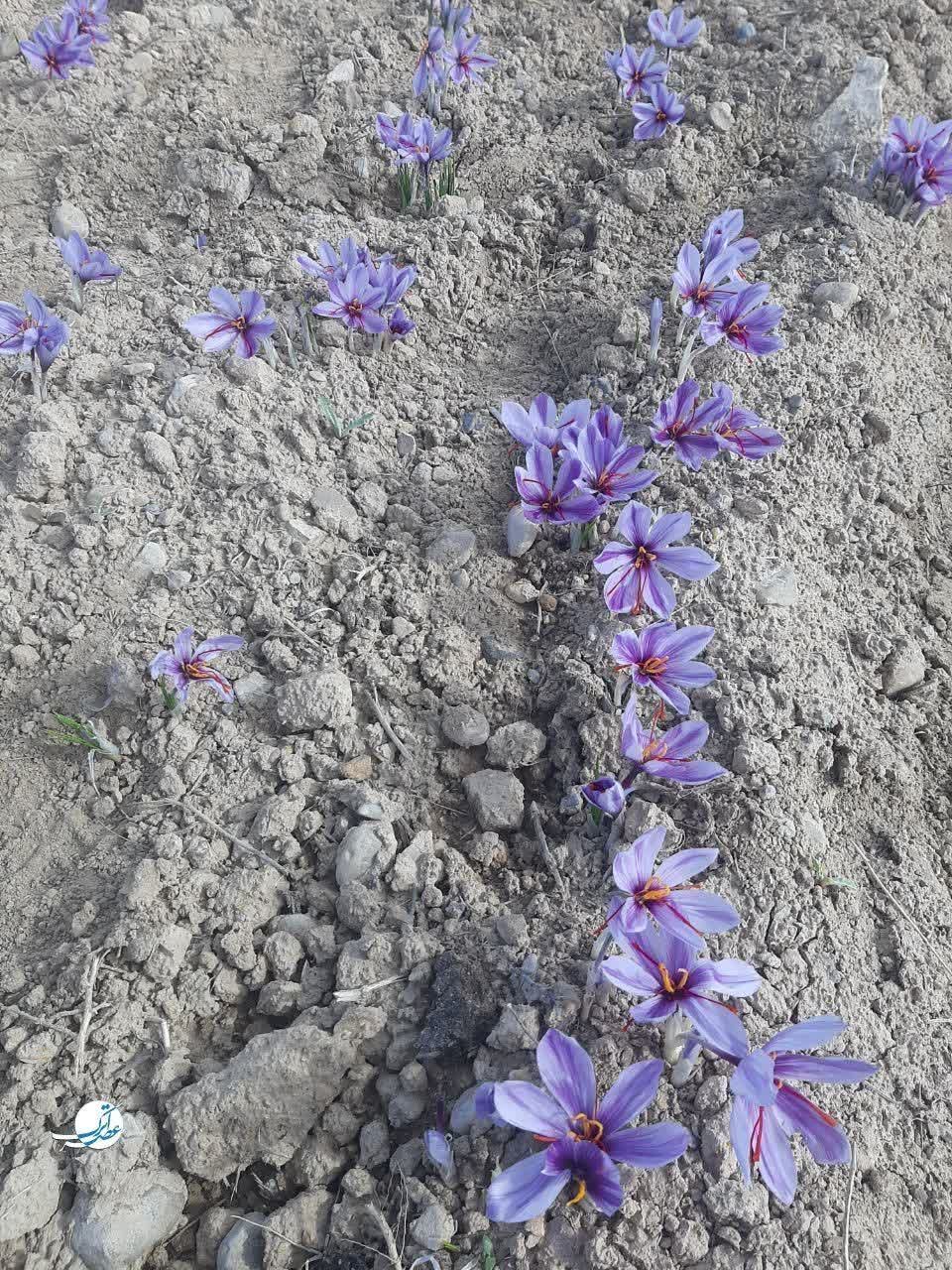 برداشت طلای سرخ در فاروج