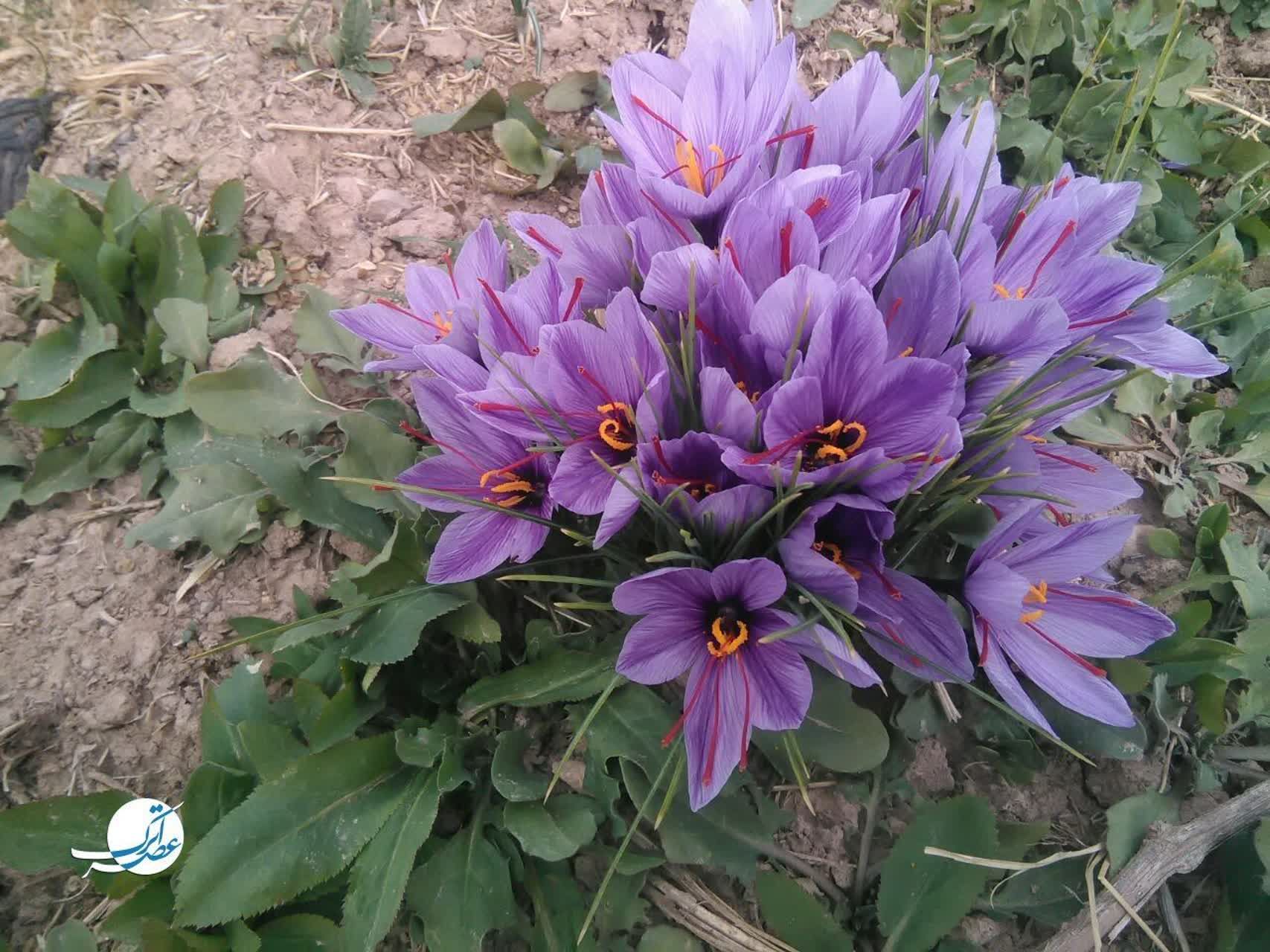 برداشت طلای سرخ در فاروج