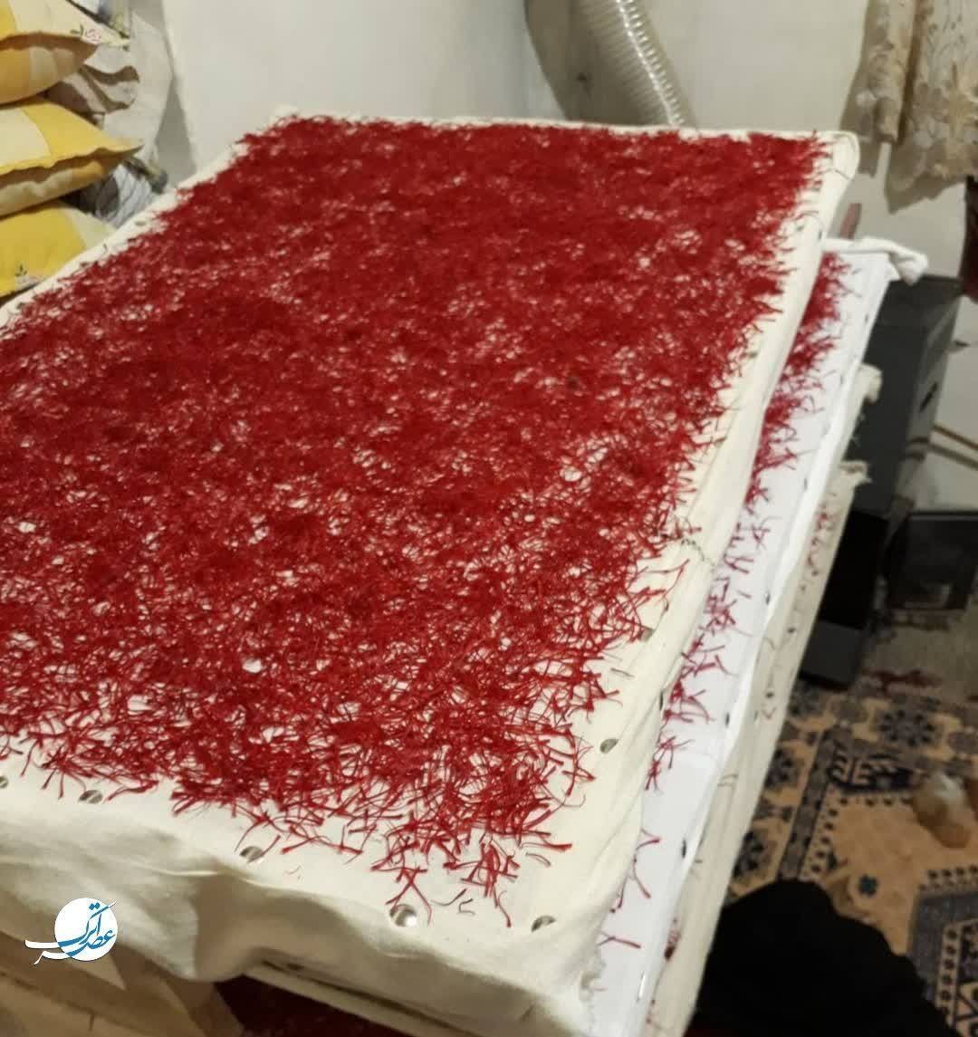 برداشت طلای سرخ در فاروج