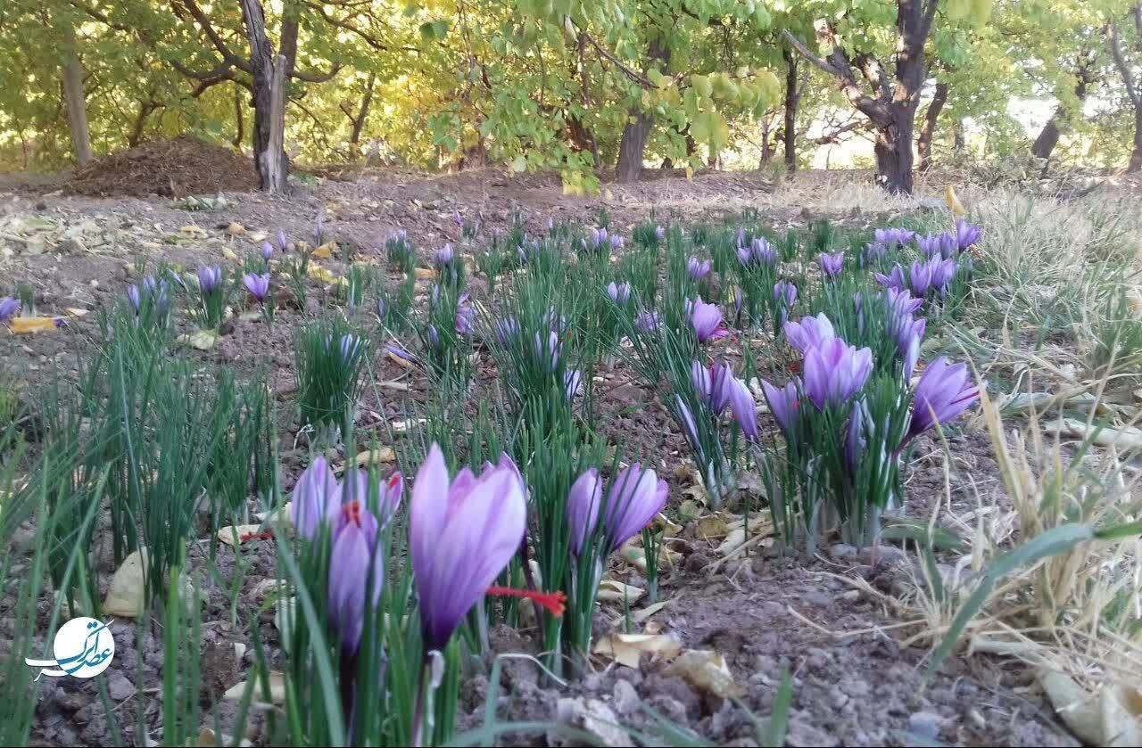 برداشت طلای سرخ در فاروج